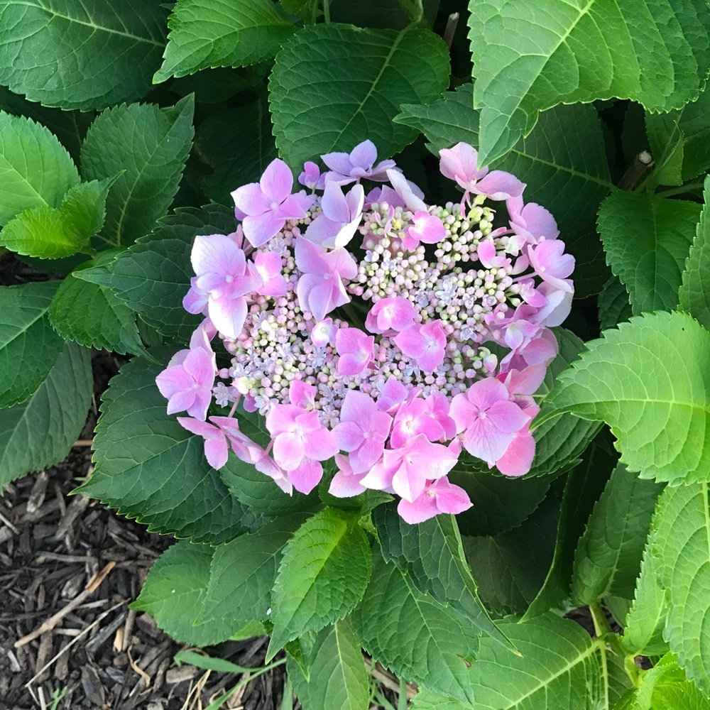 Meet your Posher, Jessy